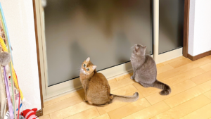 【テレワーク＆寝室とリビング間の音漏れ対策】室内防音引戸リフォーム